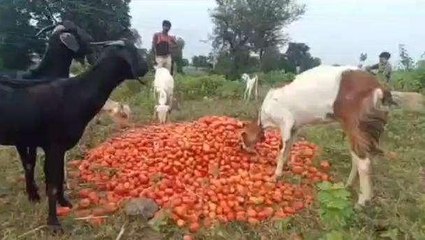 बड़वानी: टमाटर के गिरे भाव,इंसान की जगह खा रहे जानवर