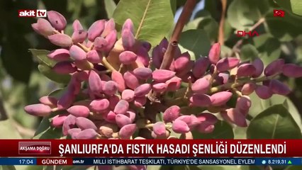 Şanlıurfa'da fıstık hasadı şenliği düzenlendi
