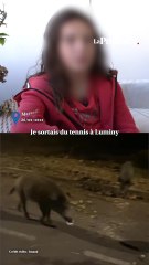 Collégienne marseillaise attaquée par des sangliers : « Il ne faut plus du tout les nourrir »