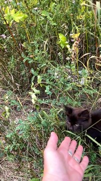 Woman Rescues Two Sweet Kittens From Roadside