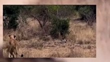 sad time male #lion eating female lion