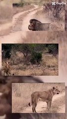 sad time male #lion eating female lion