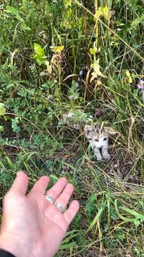 Woman Rescues Two Sweet Kittens From Roadside