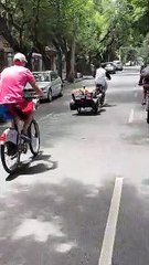 This Formula 1 Dog Is Ready To Race