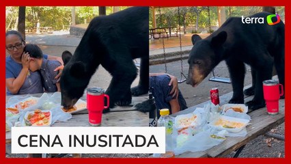Urso interrompe piquenique e devora toda a comida de família no México
