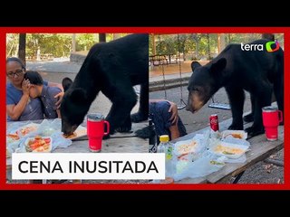 Urso interrompe piquenique e devora toda a comida de família no México