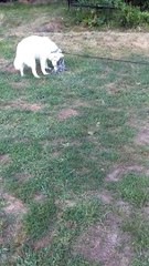 Husky Bamboozled By Fake Bunny