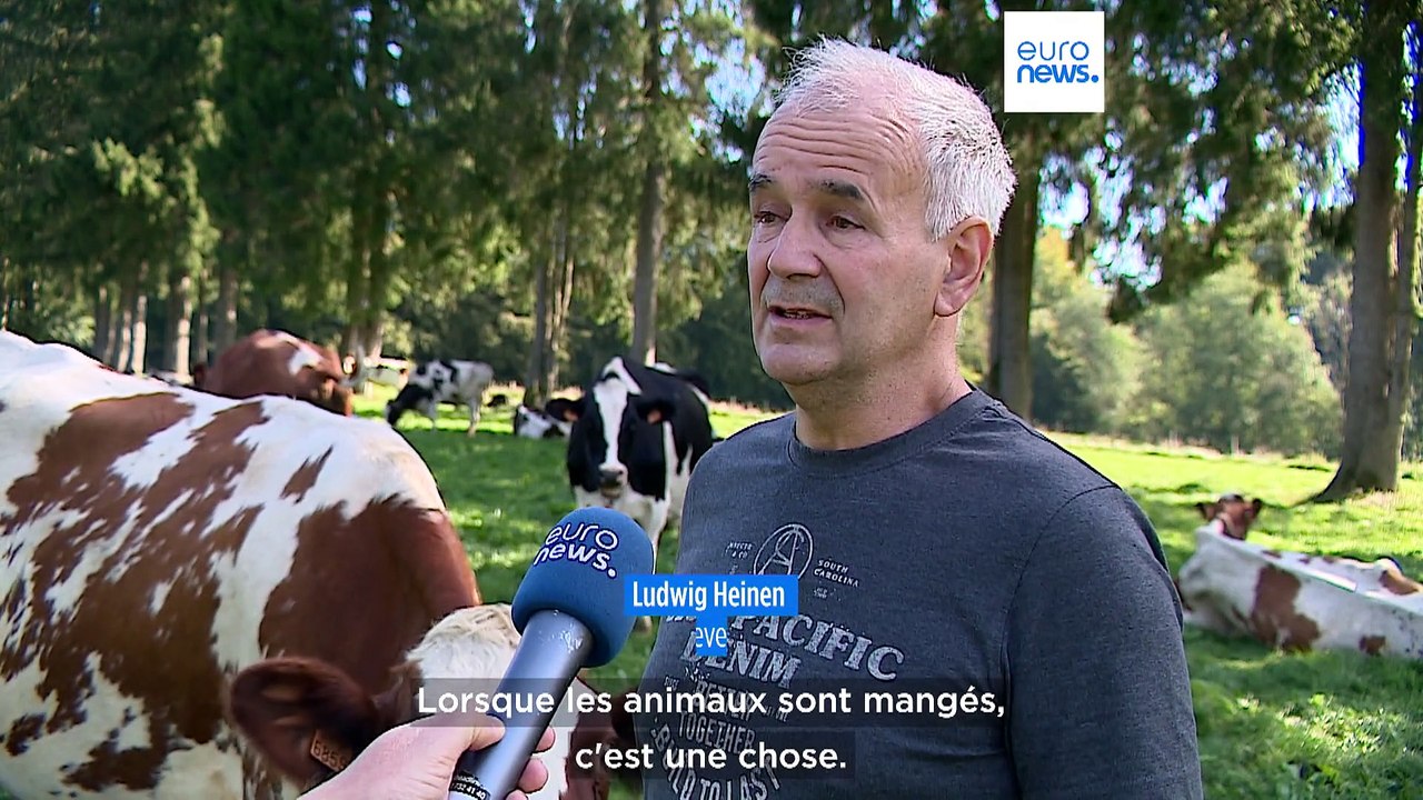 La difficile cohabitation avec les loups en Belgique