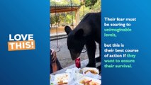 TERRIFYING Moment Black Bear Raids Picnic!