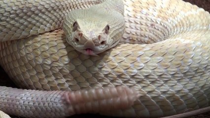 How do Rattlesnakes Rattle?