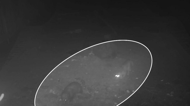 삵과 오소리 동행 장면 포착...국립공원 희귀 야생동물 영상 공개 / YTN