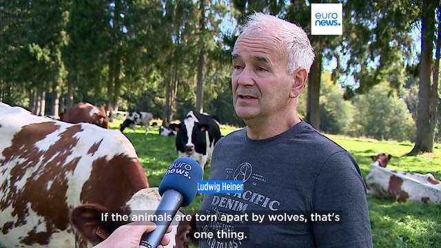 Belgian farmers call for weaker protection of wolves, as environmentalists want greater
