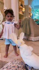 Cacatoès est professeur de danse