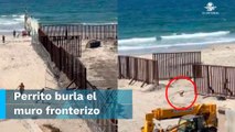 Perrito migrante logra pasar a Estados Unidos burlando el muro en la frontera con Tijuana