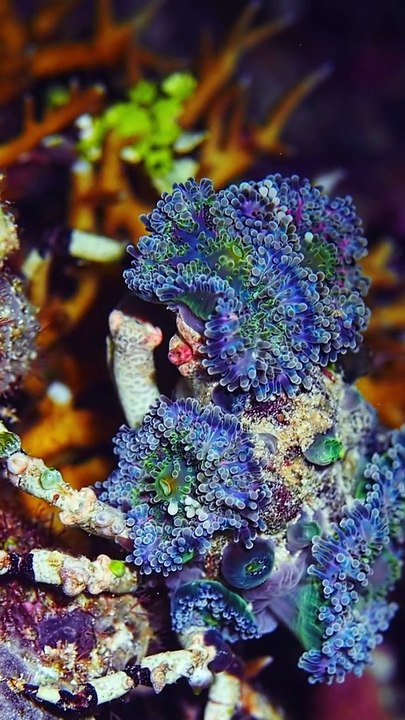 Crabes camouflés de couleurs vives