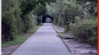 Man Encounters Alligator on Evening Walk in South Carolina