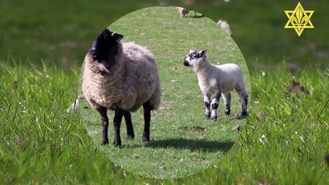 La lumière de l'Agneau (Machiah) par la déchristianisation (Jésus = mythe) #messie #antechrist