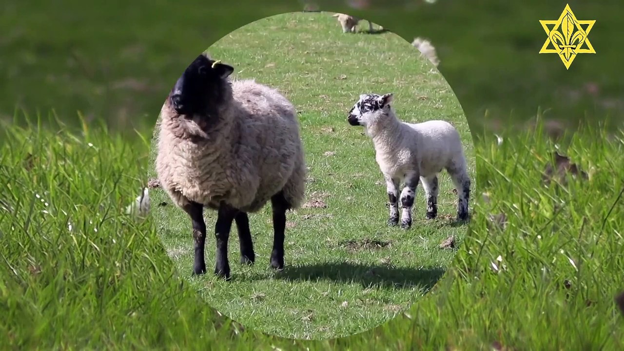 La lumière de l'Agneau (Machiah) par la déchristianisation (Jésus = mythe) #messie #antechrist