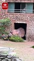 Un hippopotame chasse son soigneur au zoo... flippant