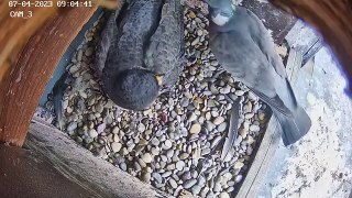 Un pigeon trouve un faucon dans son nid... mauvais moment