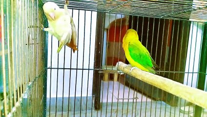 Beautiful Birds Cute Sound #002