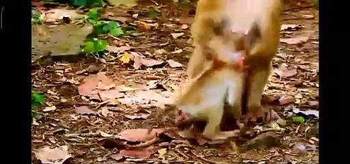 (Tổng hợp). Những chú khỉ con không được khỉ mẹ ''che chở & bảo vệ. Monkeys A08