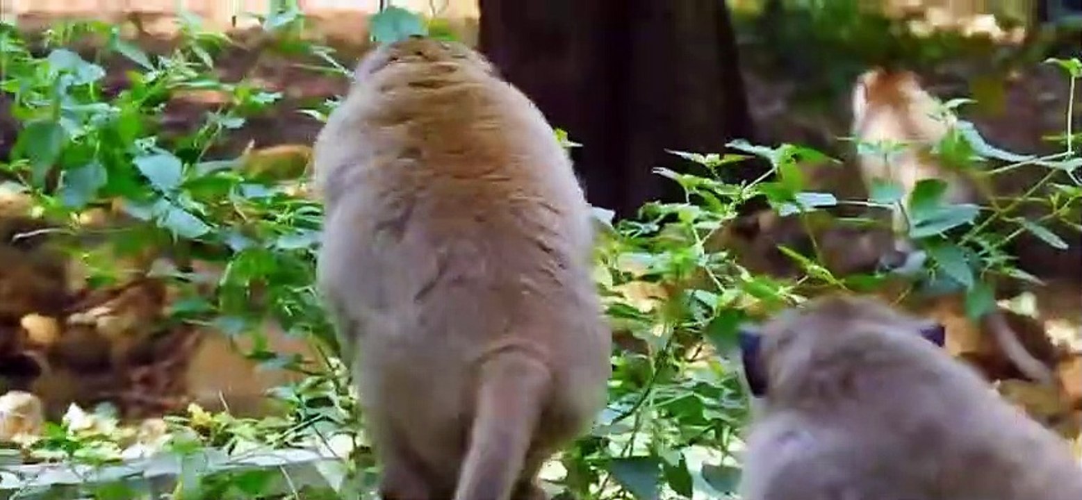 2.The hierarchical battle in the herd of monkeys during the breeding season