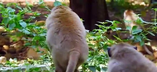 2.The hierarchical battle in the herd of monkeys during the breeding season