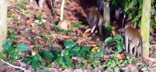 1.The hierarchical battle in the herd of monkeys during the breeding season
