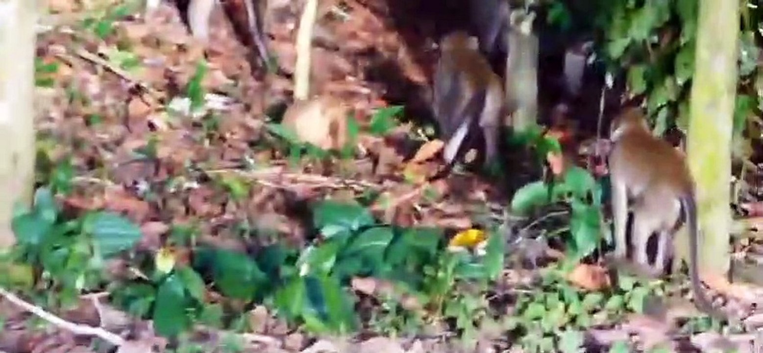 1.The hierarchical battle in the herd of monkeys during the breeding season