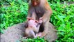 (Tổng hợp). Những chú khỉ con không được khỉ mẹ ''che chở & bảo vệ  Monkeys A06