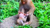 (Tổng hợp). Những chú khỉ con không được khỉ mẹ ''che chở & bảo vệ  Monkeys A06