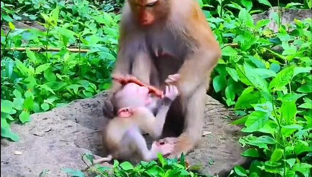 (Tổng hợp). Những chú khỉ con không được khỉ mẹ ''che chở & bảo vệ Monkeys A06