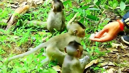 P 21- Summary of the animation of the young Lizza monkey in the fight to survive with the herds