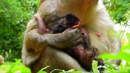 P01- Summary of the animation of the young Lizza monkey in the fight to survive with the herds