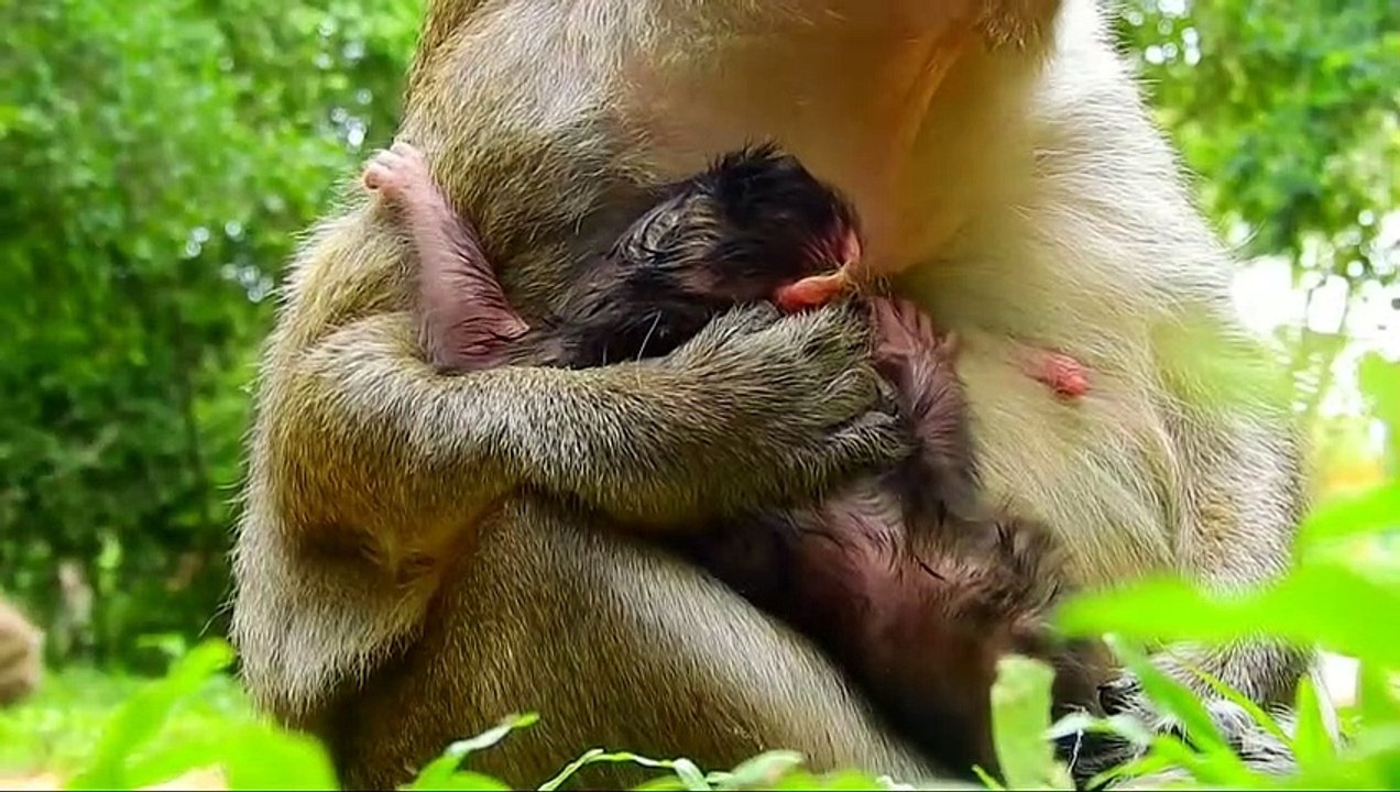 P01- Summary of the animation of the young Lizza monkey in the fight to survive with the herds