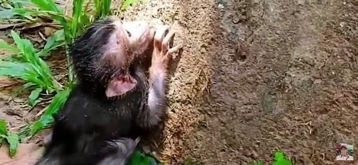P1 - La mallonga vivo de simio Daniela kiam li ne estas protektita de sia patrina simio
