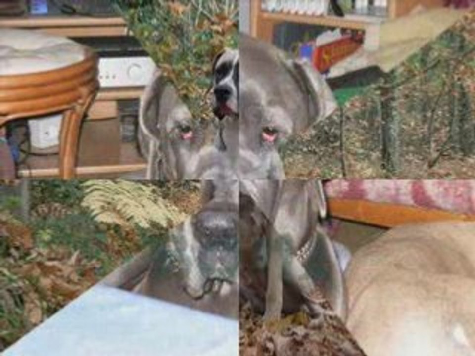 video des plus beaux portraits chien ANM