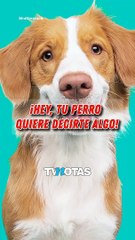 ¡Tu perro quiere decirte algo!