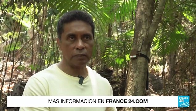 Brasil busca combatir la deforestación en la Amazonía con inteligencia artificial