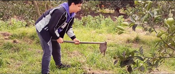 Oranges and watermelons | movie | 2022 | Official Clip