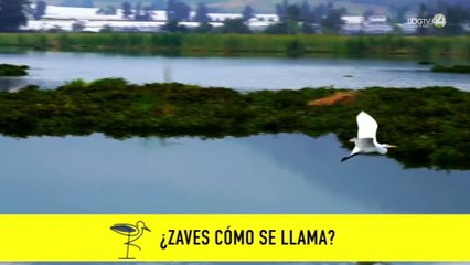 Turismo de naturaleza: CuSUR lanza app para observar aves