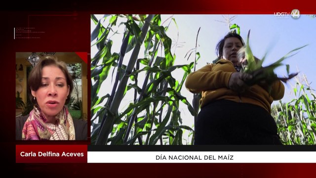 Día Nacional del Maíz: Carla Delfina Aceves