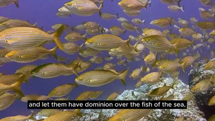 A Summary of Genesis Chapters 1-4