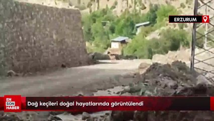 Erzurum'da dağ keçileri doğal hayatlarında görüntülendi