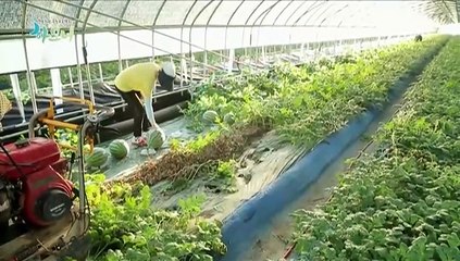 [하모니] 추석 특집 수박 엄마 황티쿡 씨의 아주 특별한 한가위 - 1부