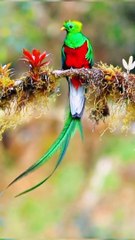 Beautiful Birds in the World 05 |Nature Beauty | Relaxation | Study | Relax