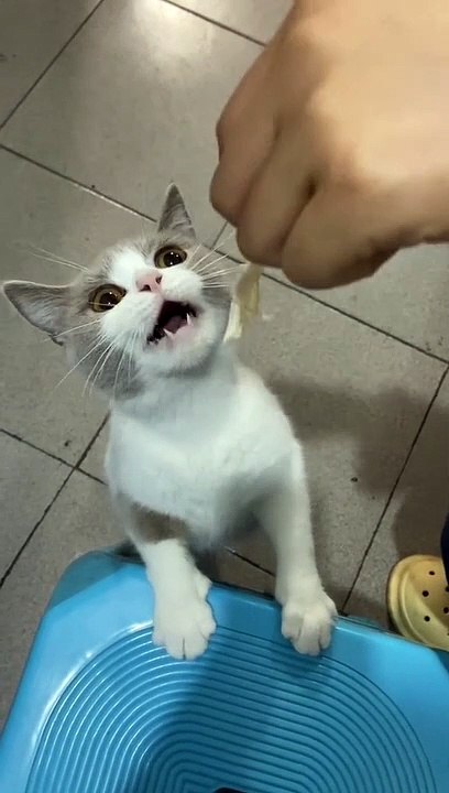 Baby Cats - Cute and Funny Cat Videos Compilation #60 | Aww Animals YouTube · Aww Animals