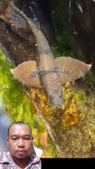 ikan !! wajah seperti ikan sirip seperti burung bollo