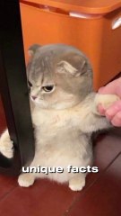 unique fact about the universe